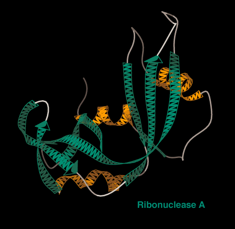 Ribonuclease A