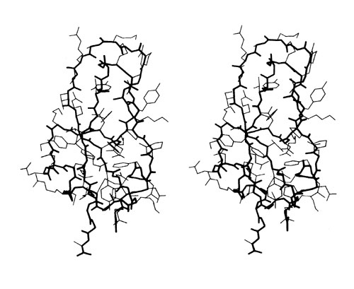 Fig2. Stick drawing of basic pancreatic trypsin inhibitor.