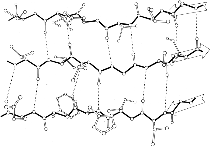 The cross β-sheet structure. In each sheet, the β-strands (green and