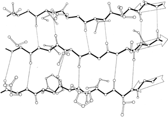 beta sheet antiparallel vs parallel